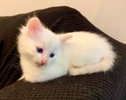 Siberian kittens for sale